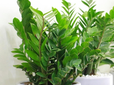 5 Cây Cảnh Nên Trồng Tại Nhà Để Tài Lộc Dồi Dào, Tiền Nhiều Như Thác Lũ